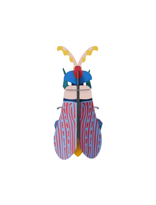 Striped Wing Beetle
